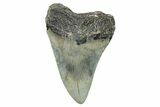 Fossil Megalodon Tooth - North Carolina #273928-1